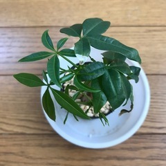 パキラ　実生の画像