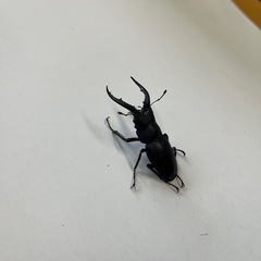 500円~ 東京都産 国産ノコギリクワガタ ペアの画像