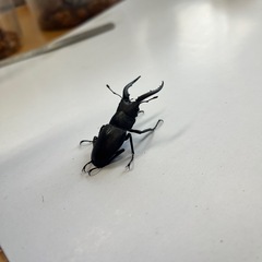 500円~ 東京都産 国産ノコギリクワガタ ペアの画像