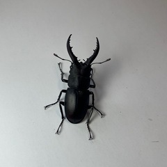 500円~ 東京都産 国産ノコギリクワガタ ペアの画像