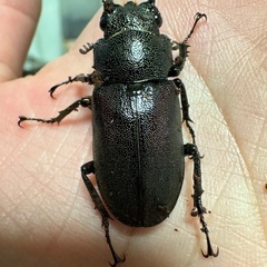 【専用】エラフスホソアカクワガタ　メスの画像