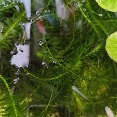 無農薬☆水草☆ウィローモス＋アナカリス  たっぷり100g以上の画像