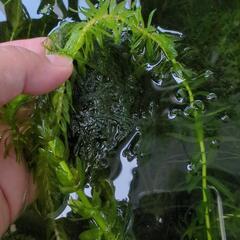 無農薬☆水草☆ウィローモス＋アナカリス  たっぷり100g以上の画像