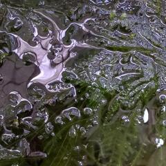 無農薬☆水草☆ウィローモス＋アナカリス  たっぷり100g以上の画像