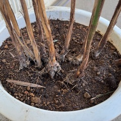 棕櫚竹　シュロチク　観葉植物　160cm鉢含 観葉植物の画像