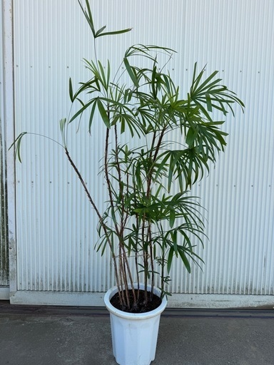 棕櫚竹 シュロチク 観葉植物 160cm鉢含 観葉植物