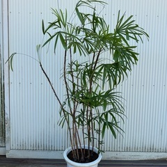 棕櫚竹　シュロチク　観葉植物　160cm鉢含 観葉植物の画像