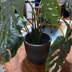 観葉植物　造花
の画像