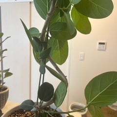 曲がり　ベンガレンシス　フィカス　ゴムの木　観葉植物の画像