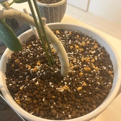 曲がり　ベンガレンシス　フィカス　ゴムの木　観葉植物の画像