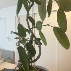 曲がり　ベンガレンシス　フィカス　ゴムの木　観葉植物の画像