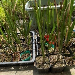 ヤシ🌴ヤシの木の画像