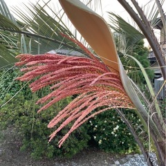 ヤシ🌴ヤシの木の画像