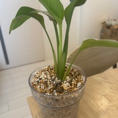 ストレリチア　観葉植物　お洒落透明鉢の画像