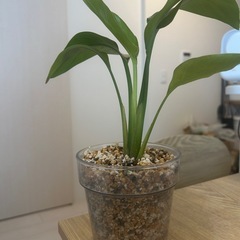 ストレリチア　観葉植物　お洒落透明鉢の画像