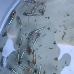 花魁　メダカ　めだかの画像