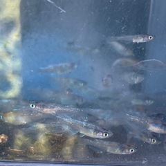 花魁　メダカ　めだかの画像
