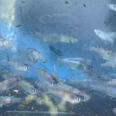花魁　メダカ　めだかの画像