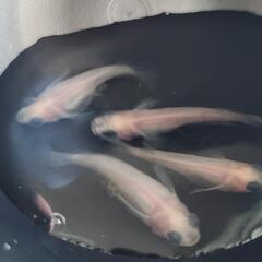 ホワイト出目ダルマパンダ        幼魚10匹 250円の画像