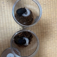 ヘラクレスヘラクレス（オス1.メス2）の画像