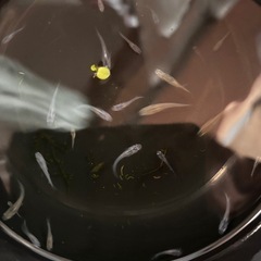 メダカ　ミックス　30匹の画像