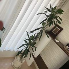 ドラセナ　2メートル　存在感ありありの観葉植物の画像