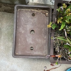 山野草　鉢　植木鉢の画像