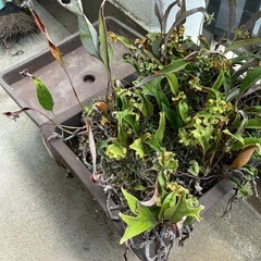 山野草　鉢　植木鉢の画像