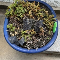 山野草　鉢　の画像