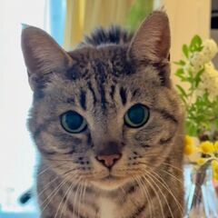 甘えん坊のサバトラ女の子⭐︎猫初心者向け優良猫さん！！
