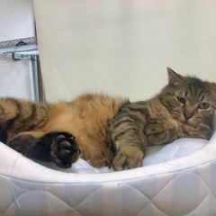 お見合い調整可🩵大人猫の魅力💯デカ猫好きさん集まれ✨ - 猫
