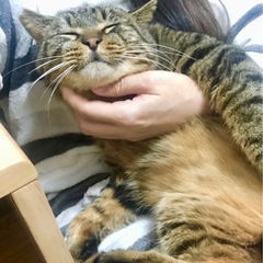 お見合い調整可🩵大人猫の魅力💯デカ猫好きさん集まれ✨ - 世田谷区