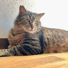 日曜譲渡会お見合い調整可🩵大人猫の魅力💯デカ猫好きさん集ま…