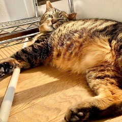 お見合い調整可🩵大人猫の魅力💯デカ猫好きさん集まれ✨ − 東京都