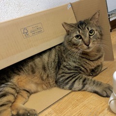 お見合い調整可🩵大人猫の魅力💯デカ猫好きさん集まれ✨ - 里親募集