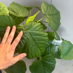 フィカス　ウンベラータ110 センチほどの画像