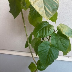 フィカス　ウンベラータ110 センチほどの画像