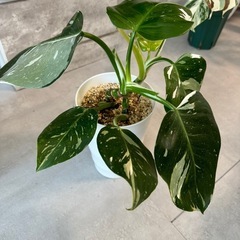 観葉植物フィロデンドロンホワイトプリンセスの画像