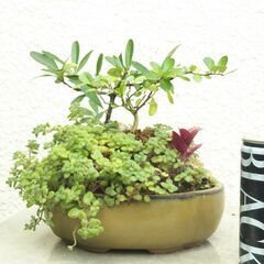 盆景マッコウとピラカンサの画像
