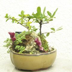 盆景マッコウとピラカンサの画像