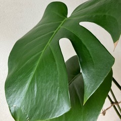 【観葉植物】モンステラ（植替、仕立て直し済み）
の画像