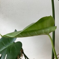 【観葉植物】モンステラ（植替、仕立て直し済み）
の画像