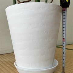 【観葉植物】モンステラ（植替、仕立て直し済み）
の画像