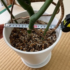 【観葉植物】モンステラ（植替、仕立て直し済み）
の画像