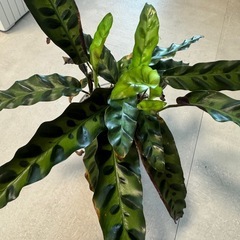 観葉植物　カラテアランキフォリアの画像
