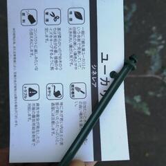 たっつん園芸　銀丸葉ユーカリ　シネレア　の画像