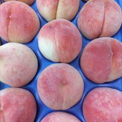 しのおかの桃　なつっこ　22個入1箱(大箱)　税込3800円の画像