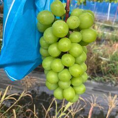 【ぶどう農園アルバイト募集】🍇 期間限定！自然に囲まれて働きませんか？の画像