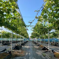 【ぶどう農園アルバイト募集】🍇 期間限定！自然に囲まれて働きませんか？の画像