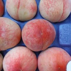 しのおかの桃　なつっこ　25個入1箱(大箱)　税込3600円の画像